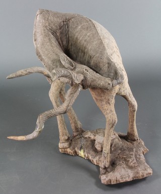 An African carved and weathered hardwood figure of a standing gazelle 28"h (1 antler f and r) 