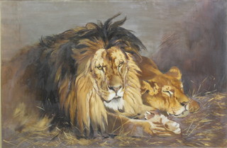 E J Powell, 1904, oil on canvas, a study of a lion and lioness, signed and dated 23" x 36" 
