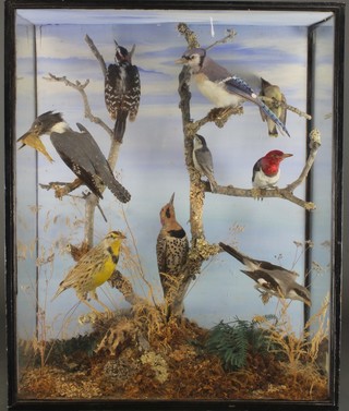 An arrangement of 9 stuffed and mounted birds including a Woodpecker, 29" x 24"w x 12 1/2"d 