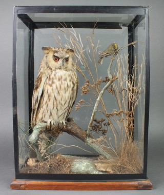 A stuffed and mounted owl contained in a naturalistic case 18"h x 13"w x 7"d 