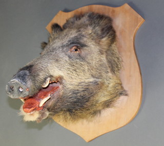 A stuffed and mounted wild boars mask, raised on an oak shield dated 17.10.68