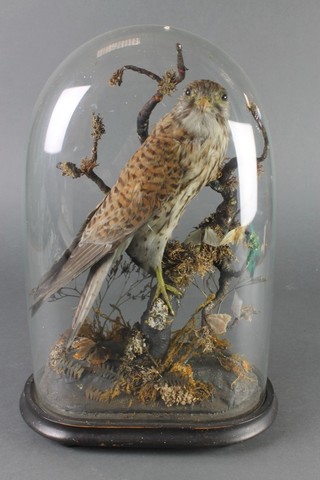 A Victorian stuffed and mounted hawk contained under a glass dome 17" 