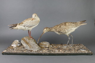 Charles Kirk, a stuffed and mounted wader and 1 other bird, in naturalistic surroundings 13" x 29" 