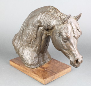 A bronzed head and shoulders portrait of a horse raised on a teak base 12" 