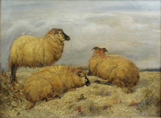 A 19th Century oil painting on canvas, a study of rams, indistinctly signed 11 1/2" x 15 1/2" 