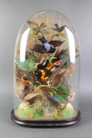 A collection of 8 various Victorian stuffed and mounted exotic birds contained under a naturalistic dome 20" 