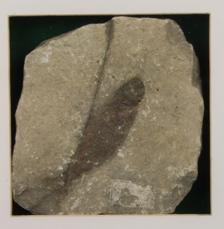 A fossilized fish 5" framed