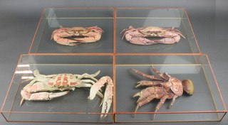4 taxidermy crustaceans of various stuffed and mounted crabs contained in double sided glazed cases 