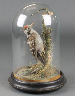 A Victorian stuffed and mounted Lesser Spotted Woodpecker contained under a glass dome 9"h 