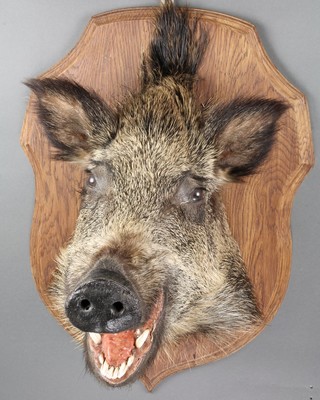 A stuffed and mounted wild boar's mask 