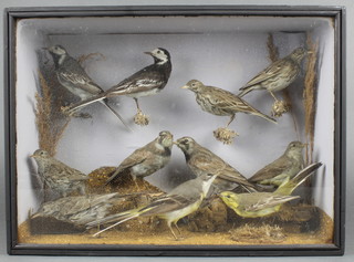 A Victorian arrangement of 11 stuffed and mounted birds contained in a case with naturalistic surroundings 11" x 16" 