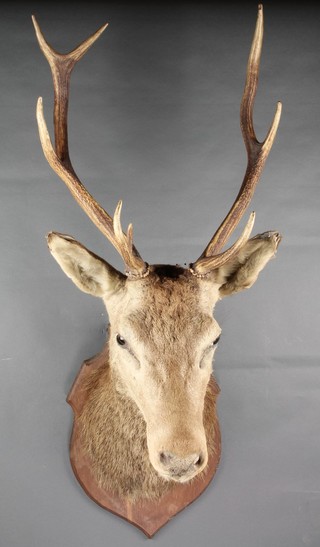 A stuffed and mounted stags mask on an oak shield 
