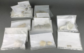 A collection of various fossils 