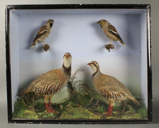 A pair of stuffed and red mounted red leg partridges and 2 others contained in a naturalistic case 19" x 24"h x 6"d 