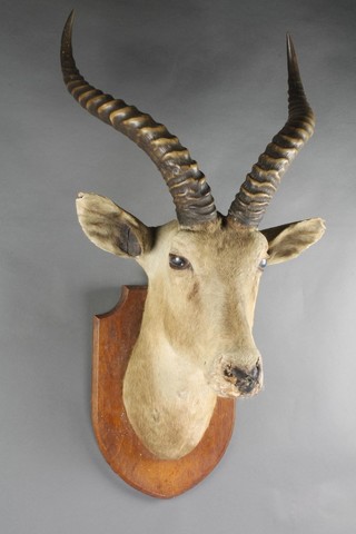 A stuffed and mounted antelope mask on an oak plaque 