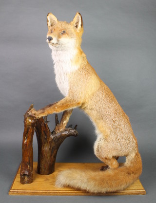 A stuffed and preserved figure of a fox standing on his hind legs, his front legs resting on a branch, on an oak base 32"h 