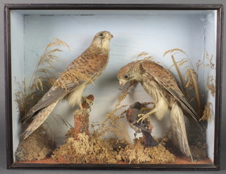 2 stuffed and mounted kestrels with a bullfinch contained in a naturalistic case 14" x 19" 
