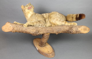 A stuffed and mounted Scottish wild cat, mounted on a branch, 27" 