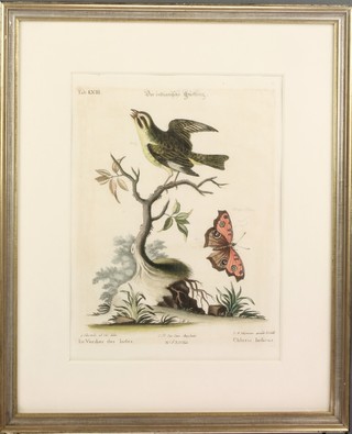 Edwards, 19th Century prints, studies of birds 11" x 9" 