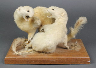 A taxidermy arrangement of 2 fighting stoats 7"h x 10"w x 6"d 