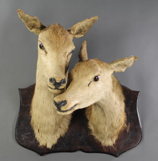 A pair of stuffed and mounted roe deer heads 