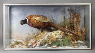 A stuffed and mounted cock pheasant contained in a naturalistic case 18"h x 35"w x 10"d 