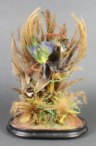 An arrangement of 4 Victorian stuffed and mounted taxidermy birds including a hummingbird, contained under a glass dome 16"h x 9" x 6"