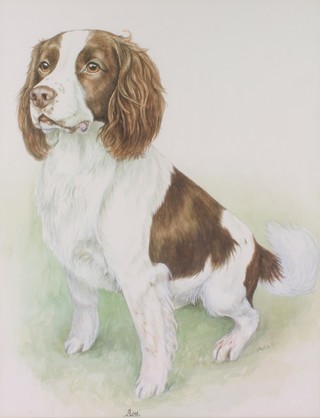 H Bocking '81, watercolour, signed, a Springer Spaniel 19" x 14 1/2" 