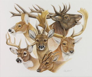 Richard Orr, watercolour, a study of Chinese water deer buck, water deer, white tailed deer buck, muntjac buck, roe buck, fallow buck and red deer stag 12" x 14 3/4" 