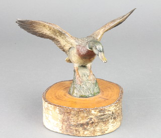 An Austrian cold painted bronze figure of a mallard duck in flight, raised on a turned wooden base 6 1/2"h