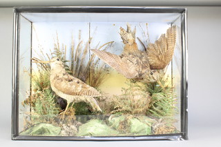 Two mounted and preserved woodcocks in a rural setting contained in a cabinet 18"H x 23 1/2"W x 7 1/2"D