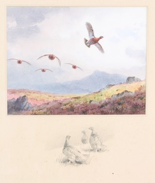 John Cyril Harrison, watercolour, signed, grouse in flight over moorland, the border with a pencil study of grouse 6 1/2" x 8 1/2" 