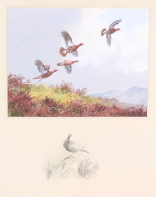 John Cyril Harrison, watercolour, signed, grouse in flight over moorland, the border with a pencil sketch of a grouse 6 3/4" x 8 1/2" 
