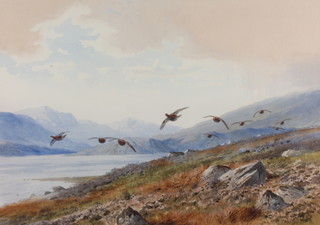 John Cyril Harrison, watercolour, signed, "Low in the Heather, Grouse" label on verso 13" x 18 1/4" 