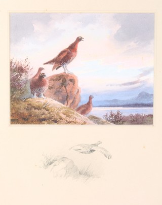 John Cyril Harrison, watercolour, signed, study of grouse at sunset, the border with a pencil study of grouse 6 1/2" x 8 1/2" 
