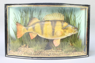 J Cooper & Son, a stuffed and mounted Perch by W B Griggs, contained in a bow front case 12 1/2"h x 20"w x 6 1/2"d 