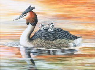 Richard Orr, watercolour, a Grebe with chicks, signed 11" x 15" 