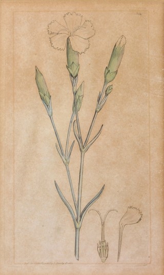 A Sowerby print, study of flowers 7" x 4 1/4" 