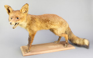A stuffed and preserved standing fox 18" x 34" 