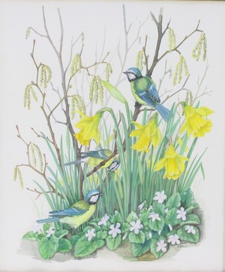 D Bovey, watercolour, study of Bluetits in daffodils 14" x 12", signed 