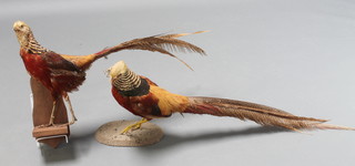 2 stuffed and mounted golden cock pheasants 29" 