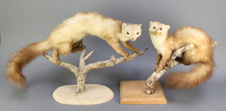 2 stuffed and mounted Stone Martins, raised on a branch 17" 