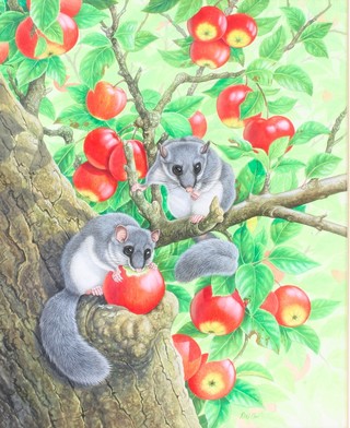 R W Orr, watercolour drawing, study of 2 European dormice  in an apple tree 16" x 12 1"2, signed