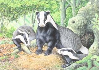 R W Orr, watercolour drawing, study of 3 badgers by a set, 14" x 20" signed 