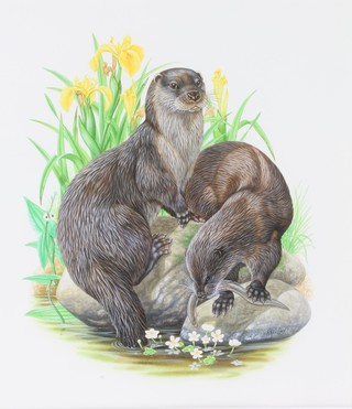 R W Orr, watercolour drawing, study of 2 otters with an eel 13 1/2" x 11", signed 