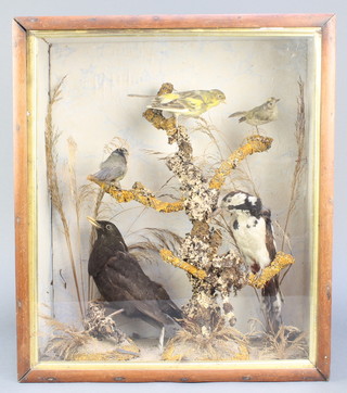 A collection of 5 Victorian stuffed and mounted birds contained in naturalistic surroundings in a cabinet 18"h x 15"w x 15 1/2"