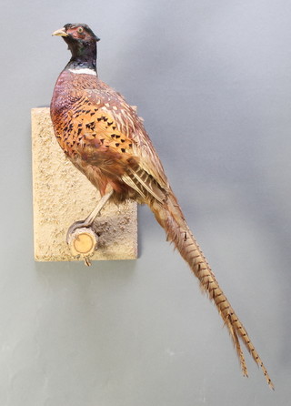 A stuffed and mounted cock pheasant 