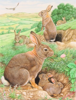 Richard Orr, watercolour, signed, study of rabbits in a downland setting 10 1/2" x 8" 