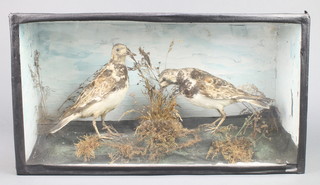 2 Victorian stuffed and mounted birds contained in naturalistic case 10" x 18" x 5 1/2" 