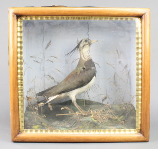 A Victorian stuffed and preserved standing bird in a naturalistic case 15" x 15" x 7" 